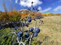 Come uva nera (G. Serrecchia)